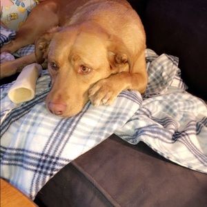 Meet your Posher, Rachel